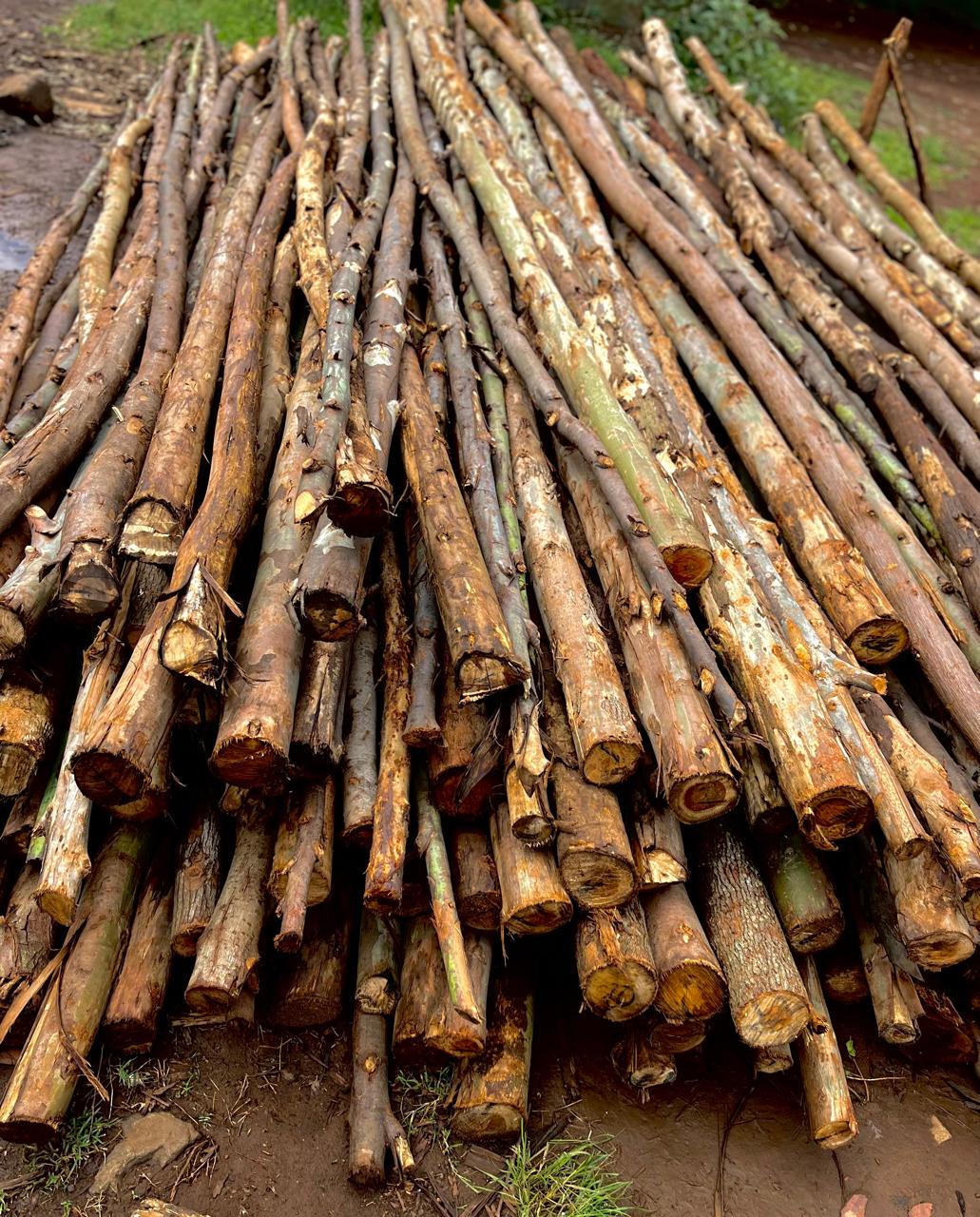 Timber Poles